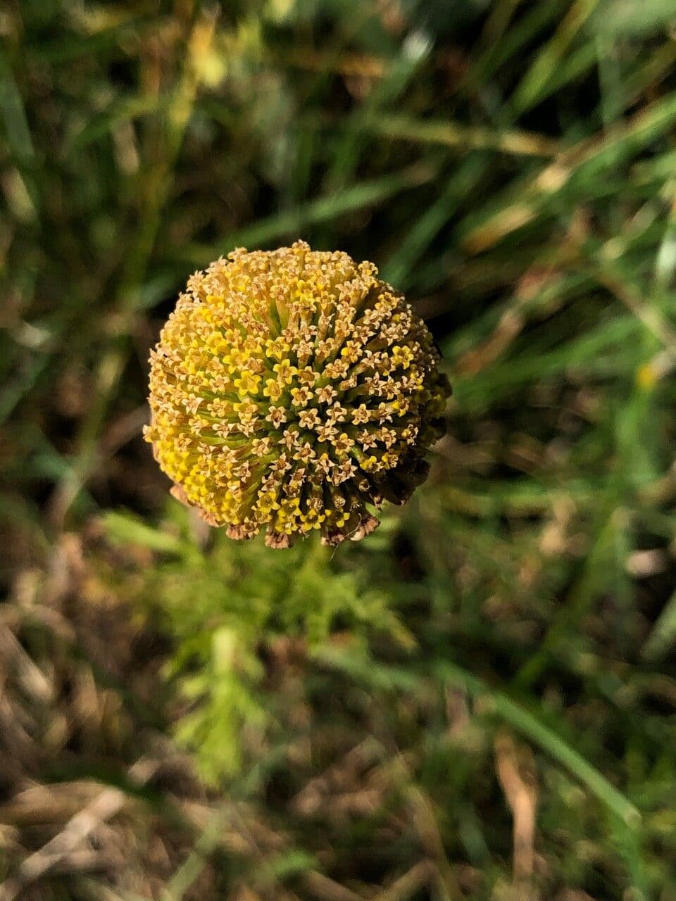 Anacyklus walencki 6