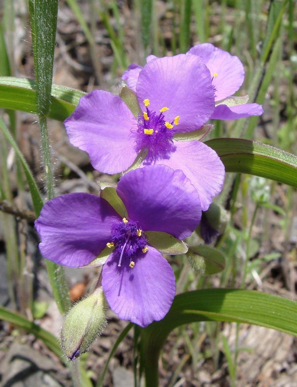 Tradescantia bracteata 3