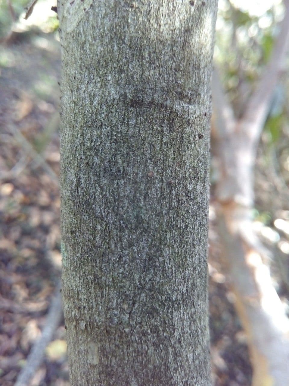 Cossinia pinnata 25