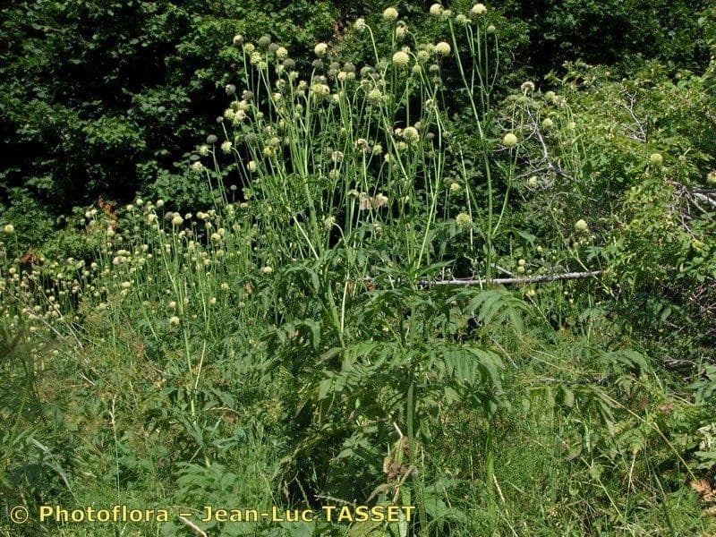 Cephalaria alpina 11