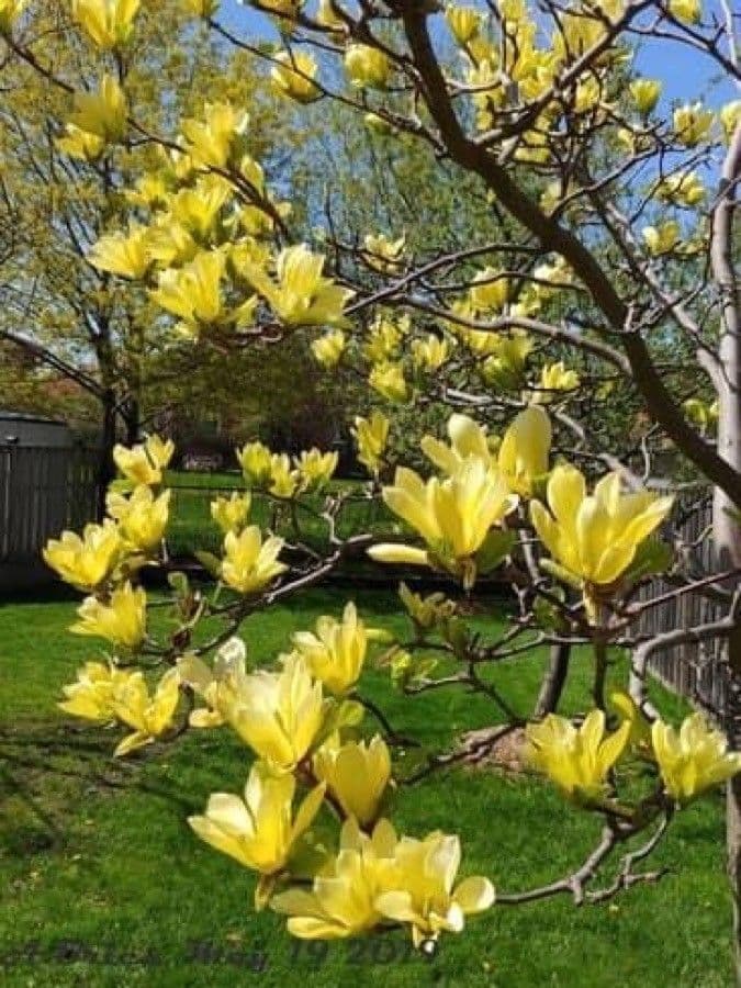 Magnolia acuminata 9