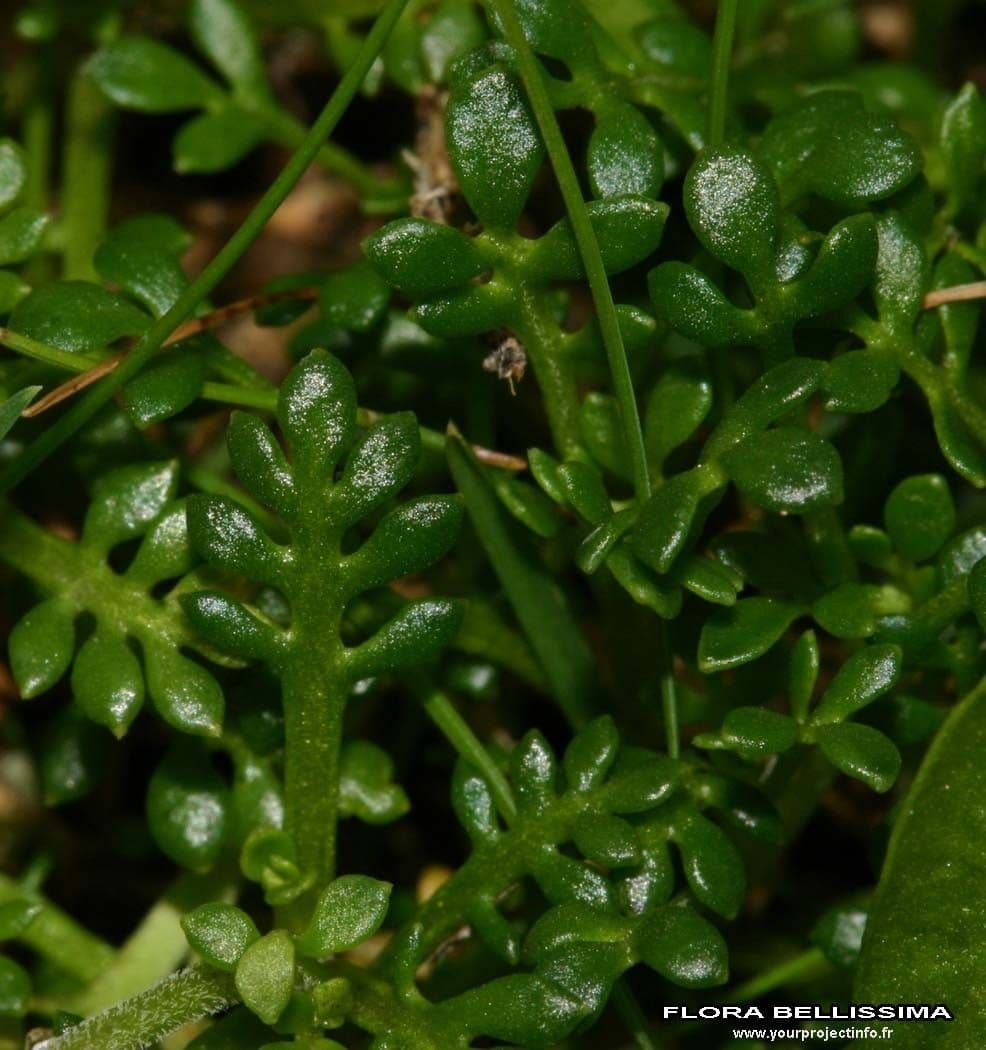 Iberidella alpina 17