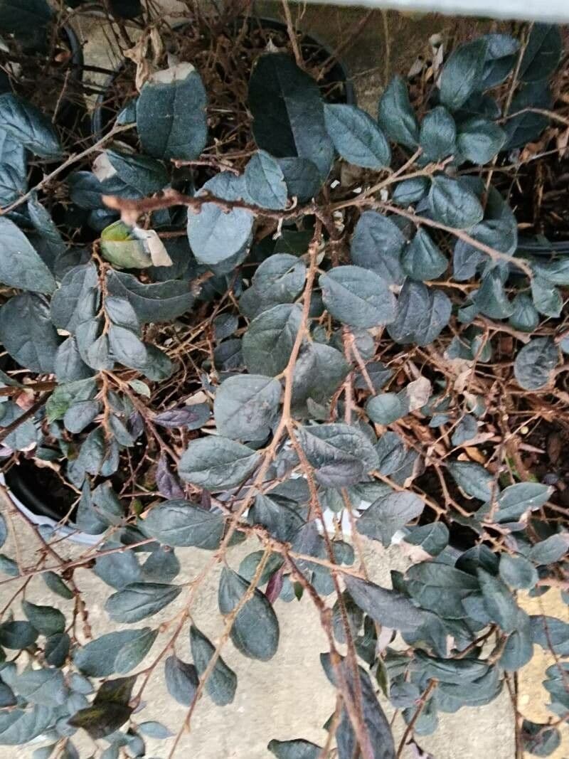 Cotoneaster di Pechino 9