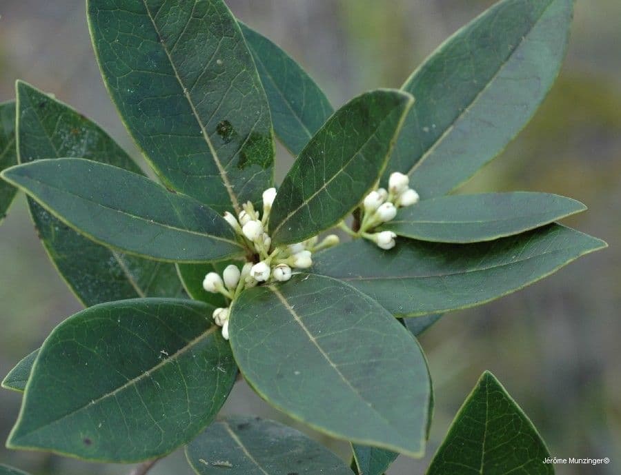 Osmanthus 7