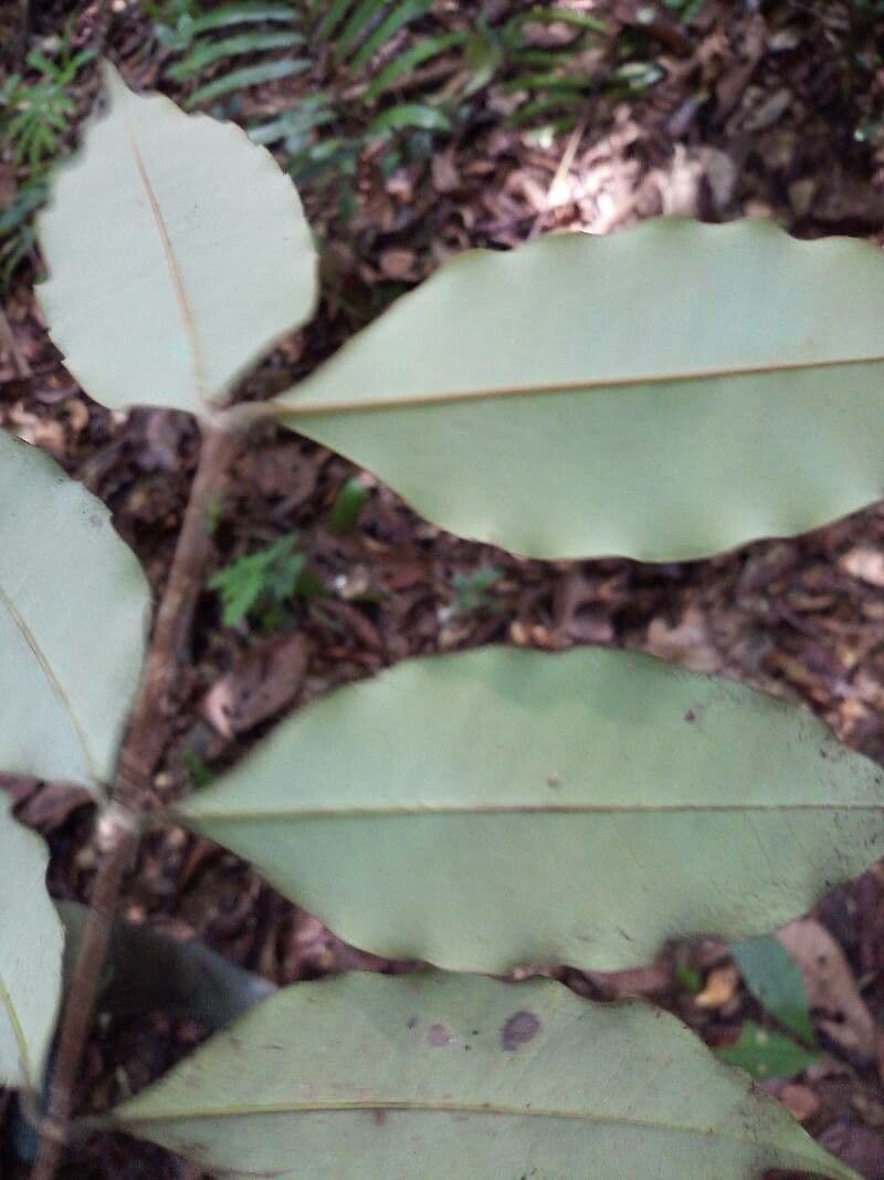 Eugenia 5