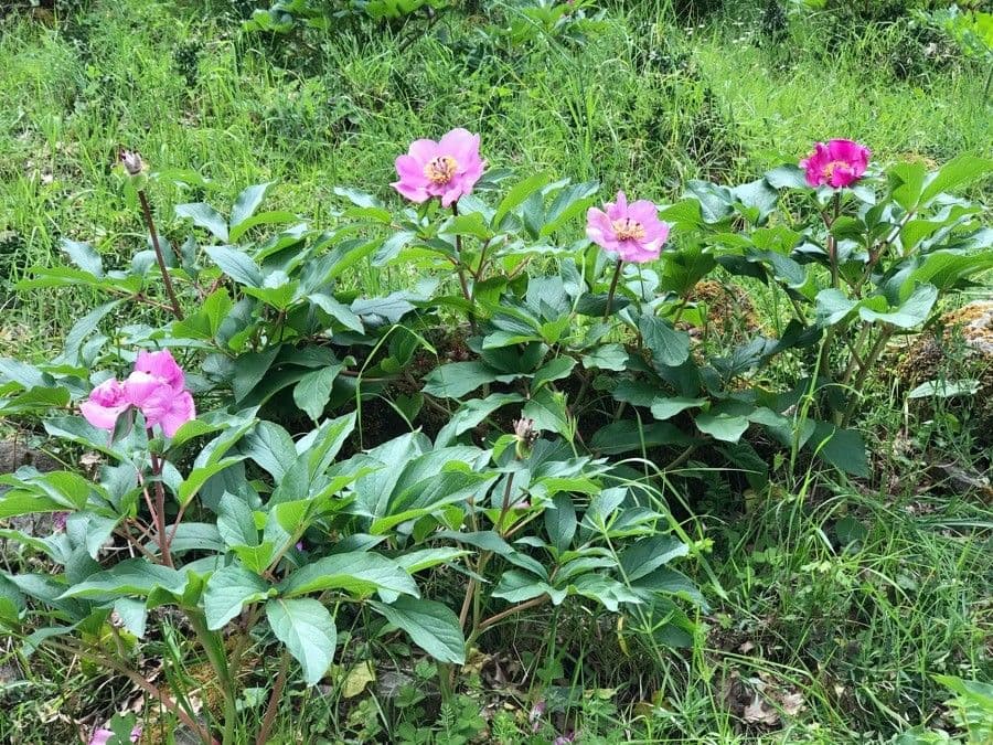 Peonia mascula 15