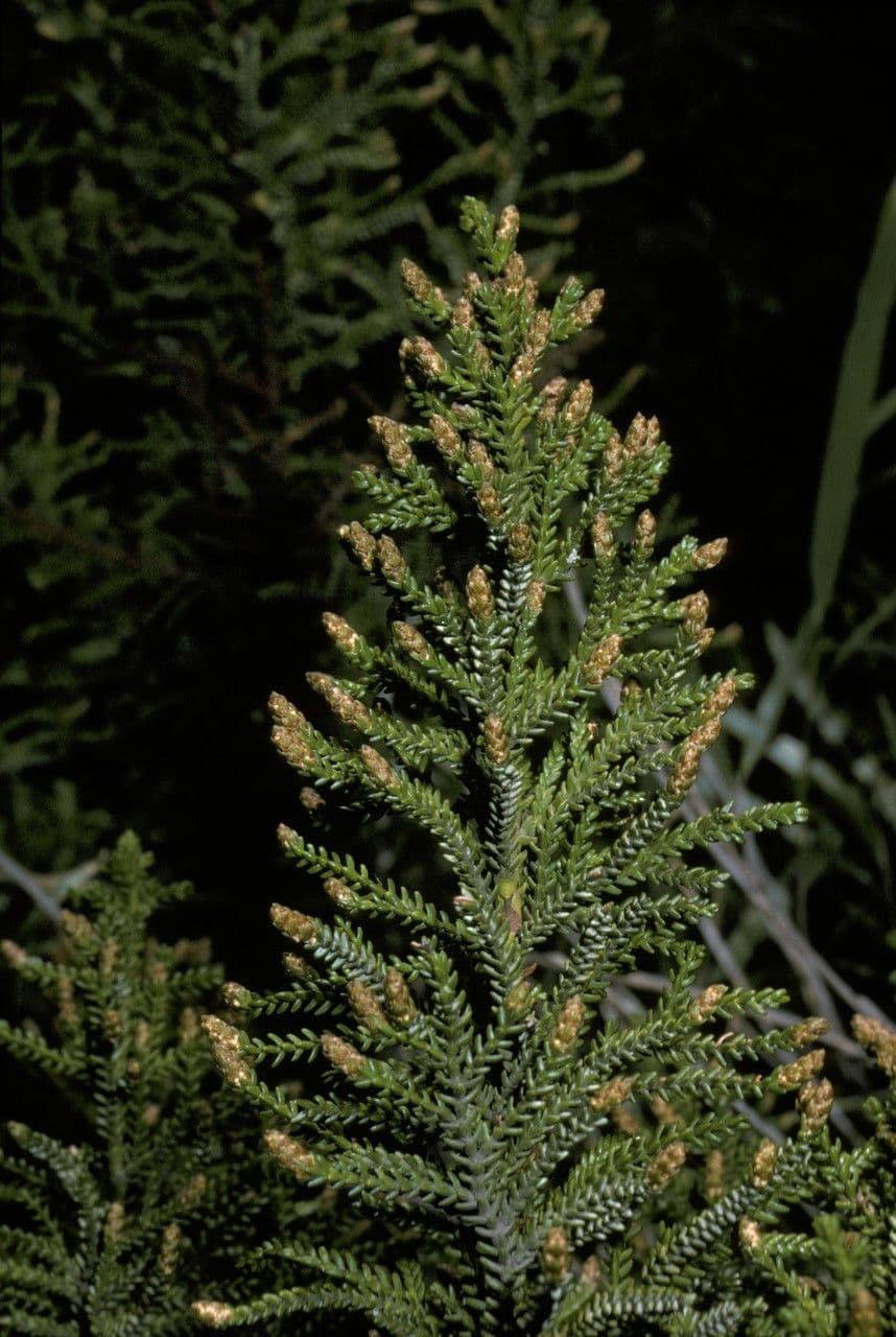 Pilgerodendron chilský 4