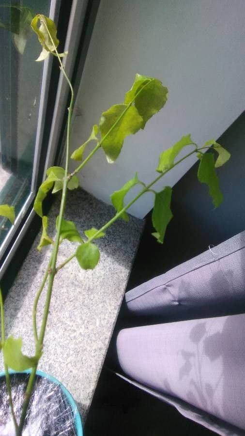 Halleria lucida 18