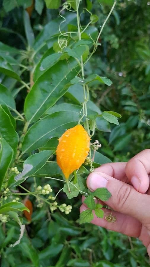 Balsam-Apfel