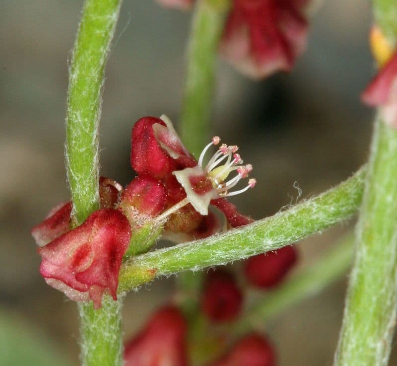 Eriogonum nidularium