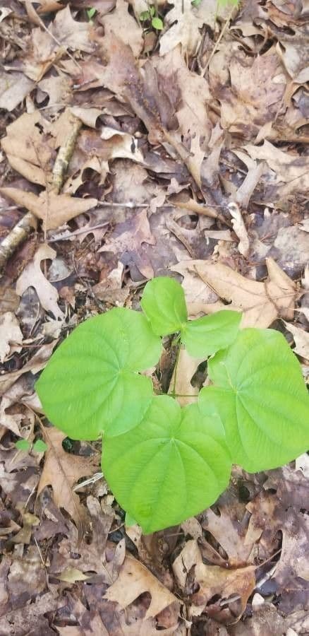 Dioscorea villosa 18