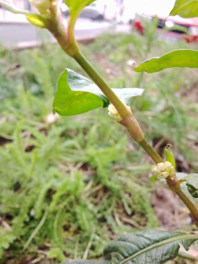 Poligono persicaria 29