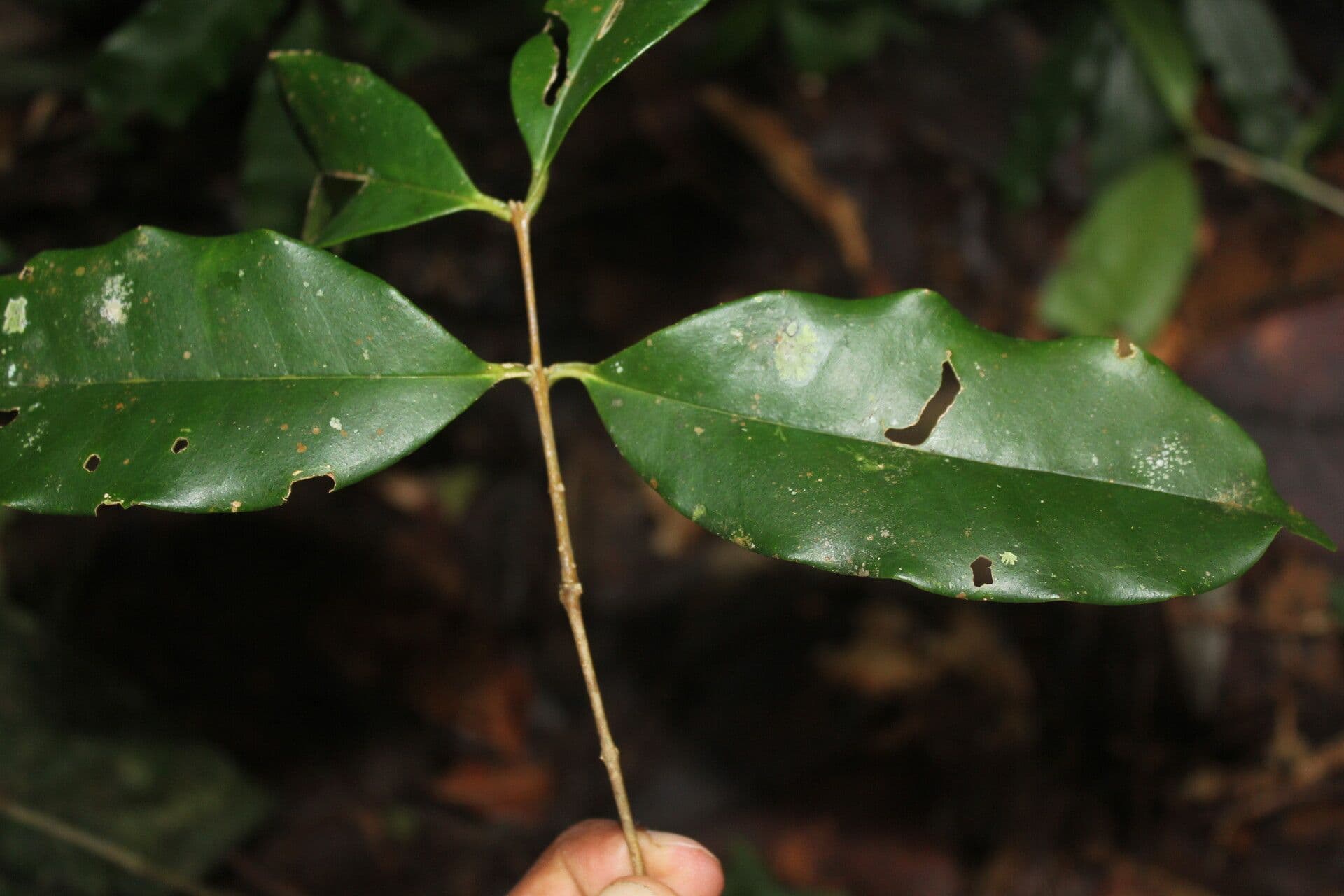Eugenia 10