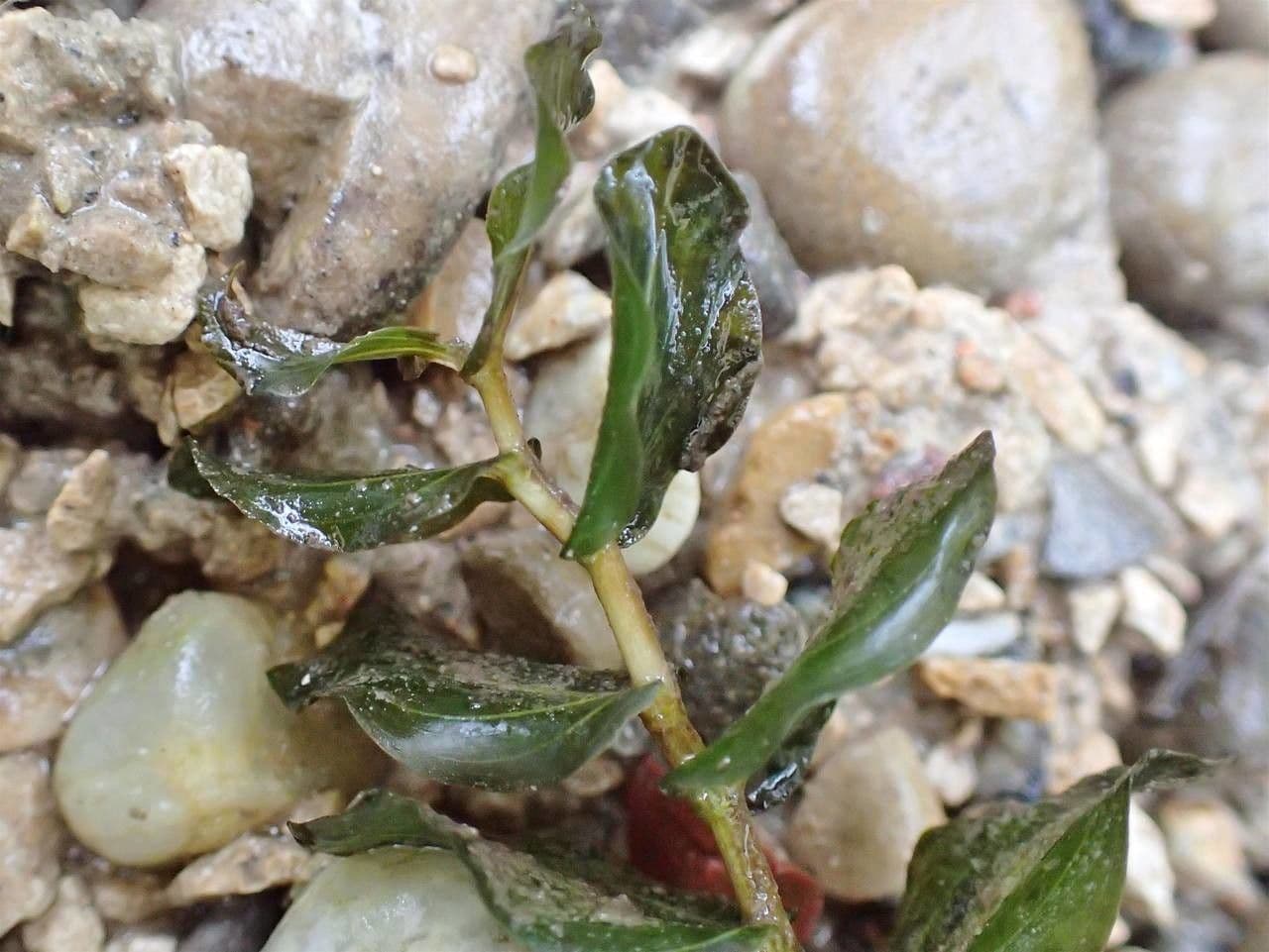 Brasca perfoliata 8