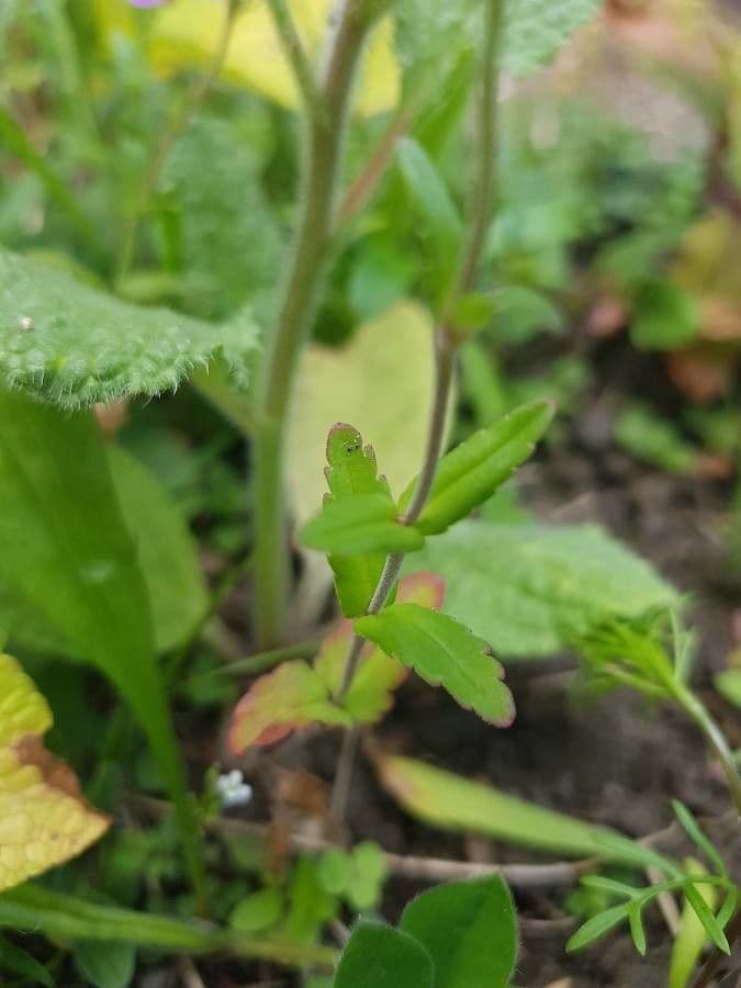 Collinsia bianca 12