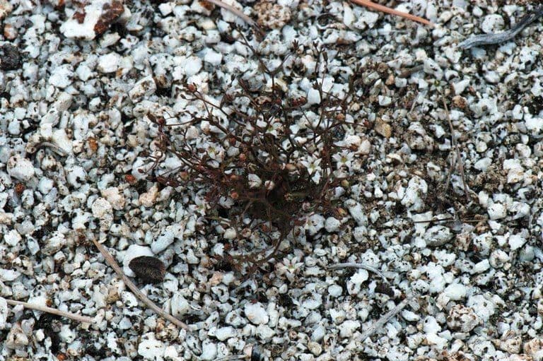 Nemacladus ghiandolifero 8