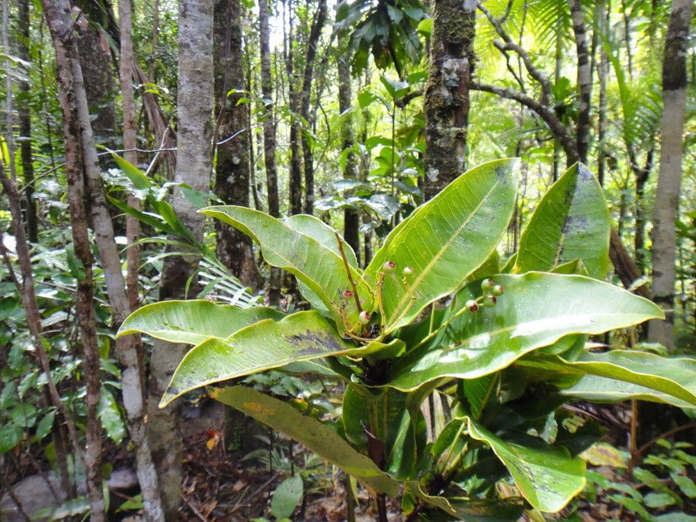 Syzygium 2