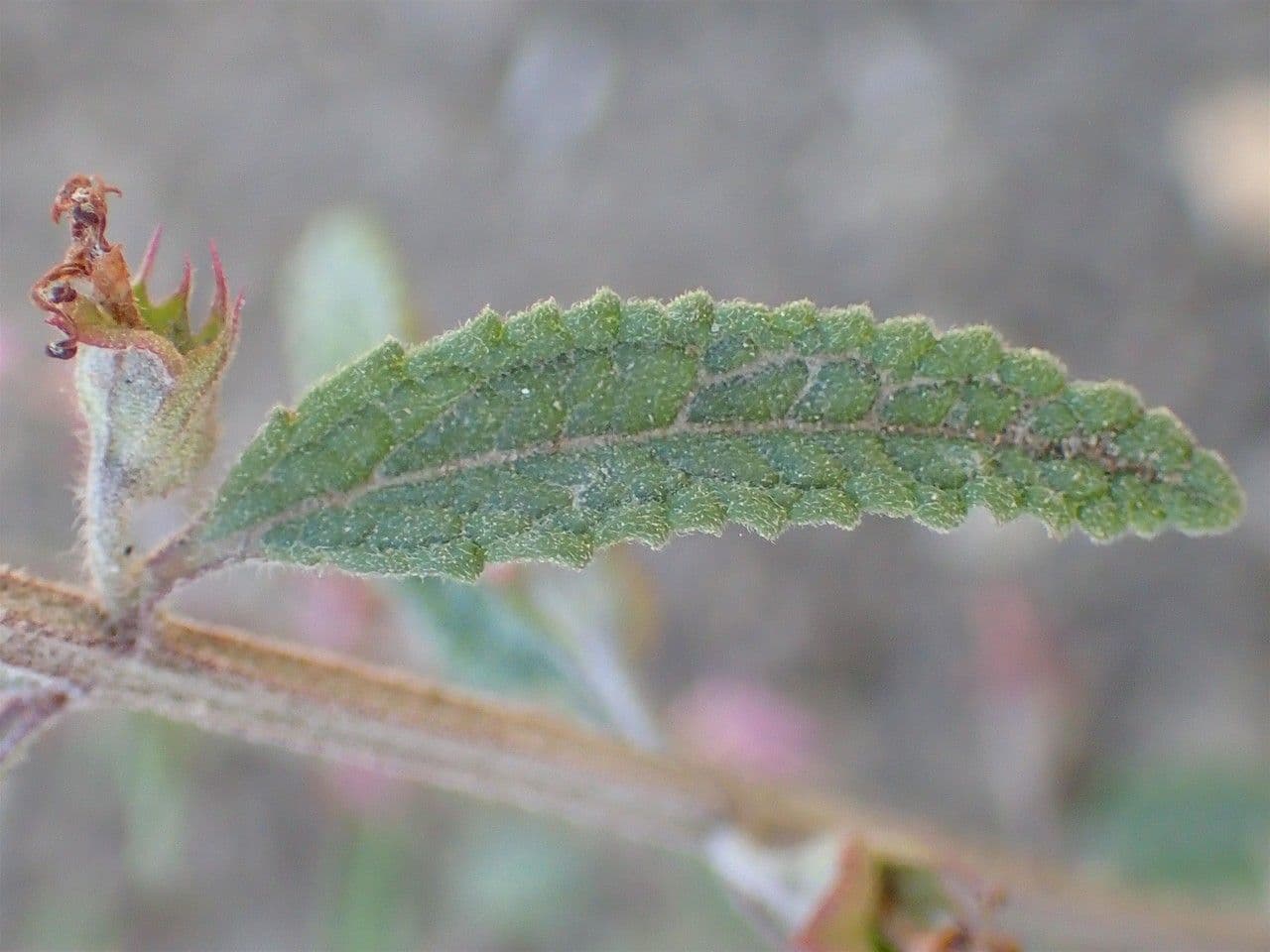 Teucrium 11