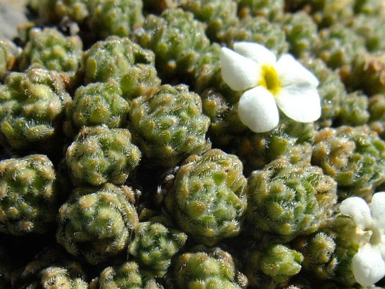 Schweizer Felsenblümchen