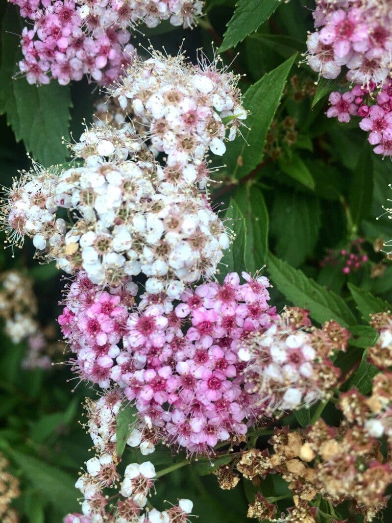Spirea del Giappone 30
