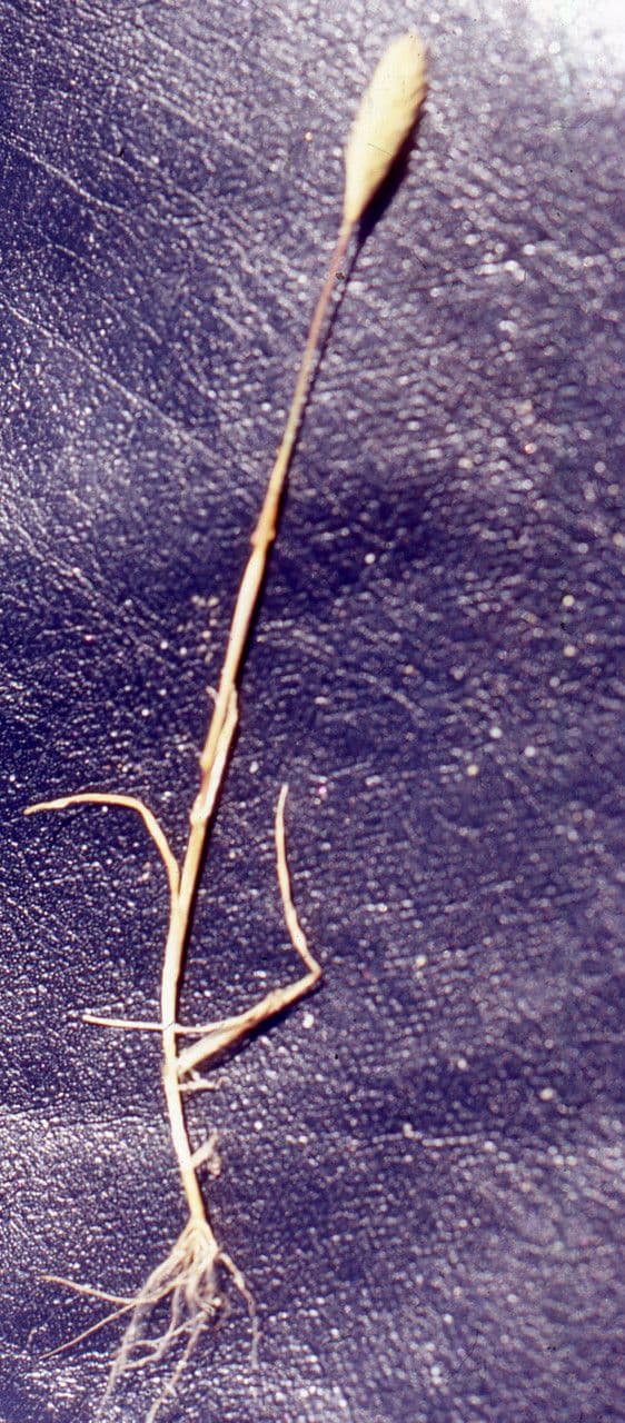 Codolina delle spiagge 12