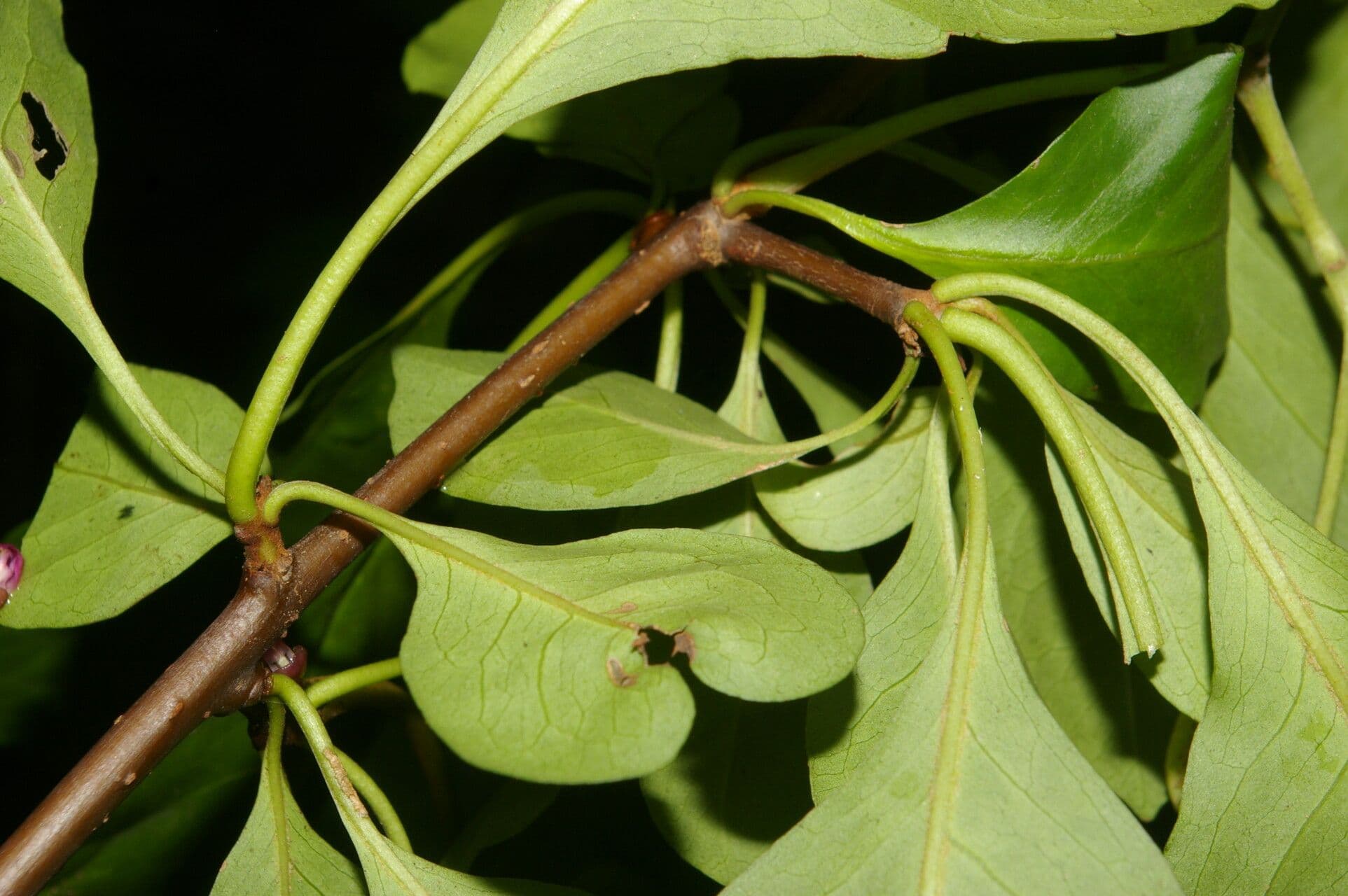 Pisonia 10