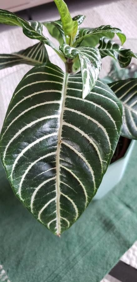 Aphelandra 13