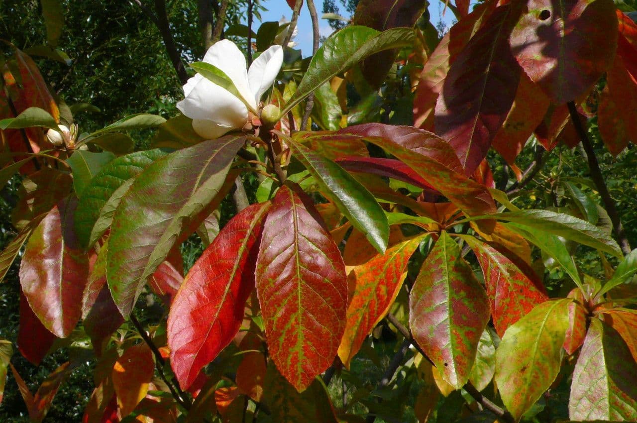 Franklinia 2