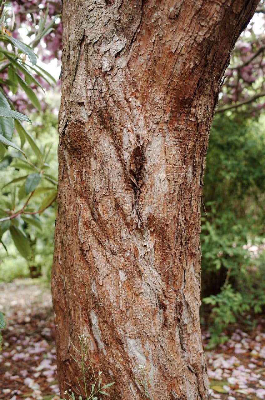 Rhododendron 23