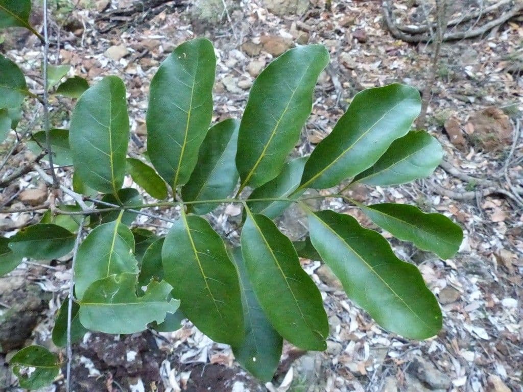 Cupaniopsis 4