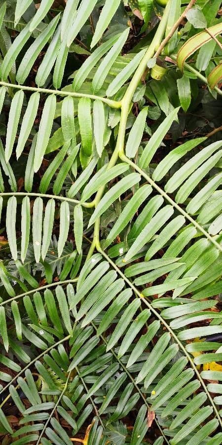 Angiopteris 3