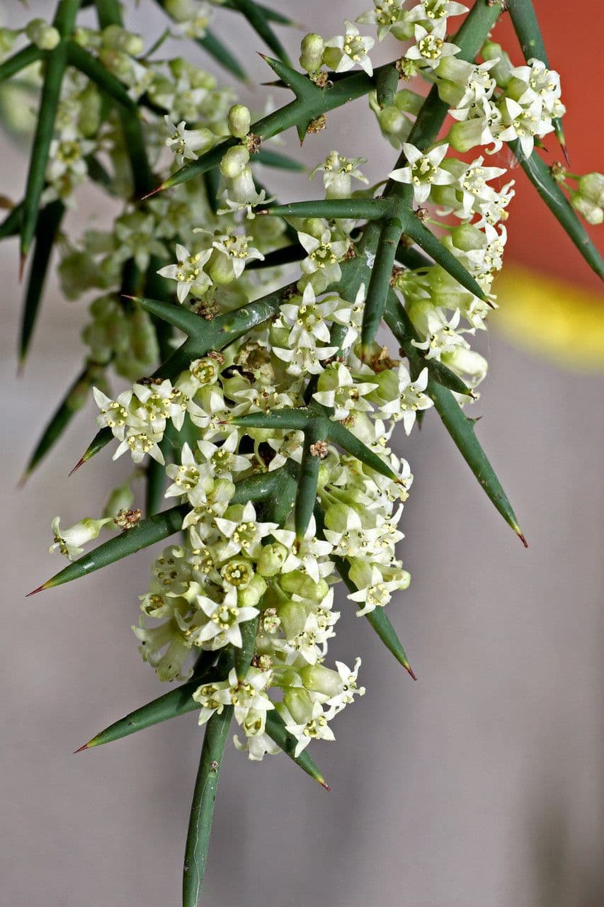 Colletia 5
