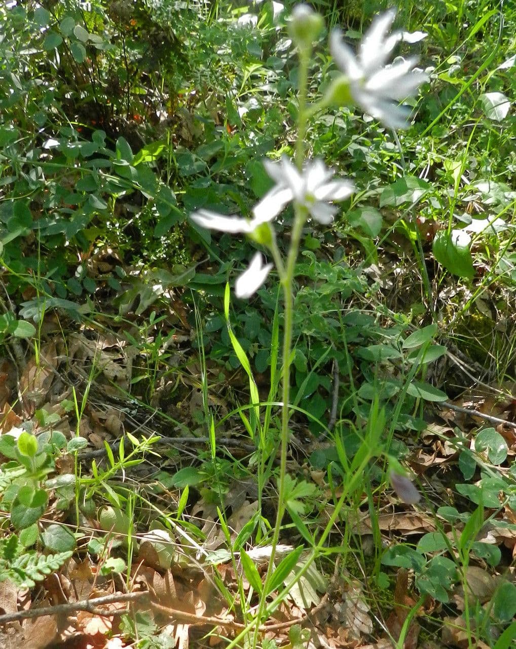 Lithophragma affine 8