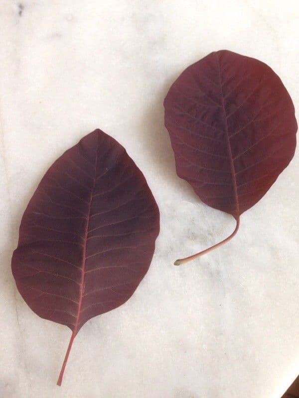 Scotano 20