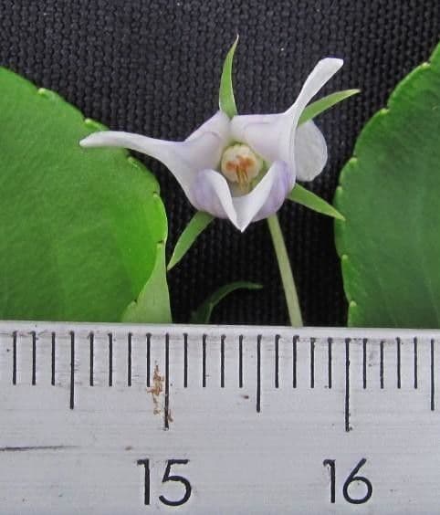 Viola stipularis 11