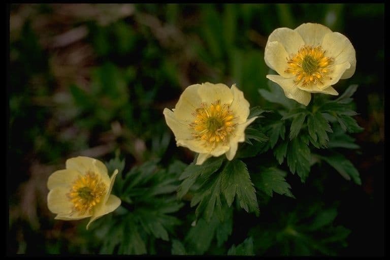 Trollius americano 3
