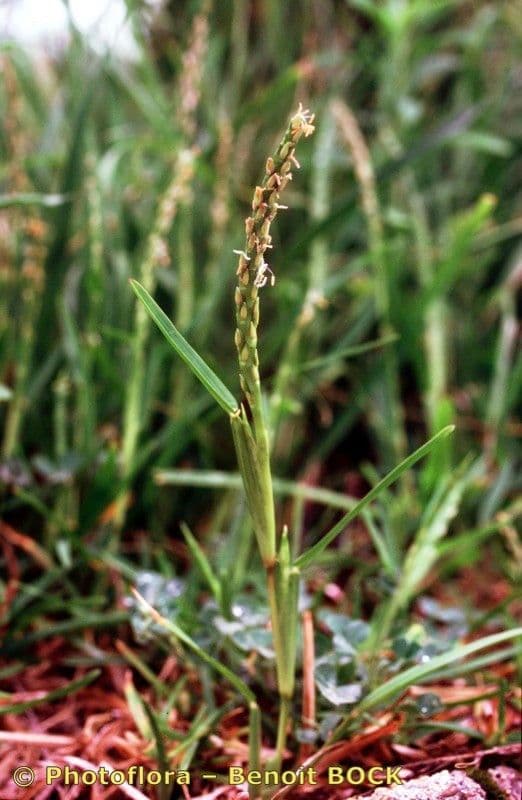 Erba pimento 11