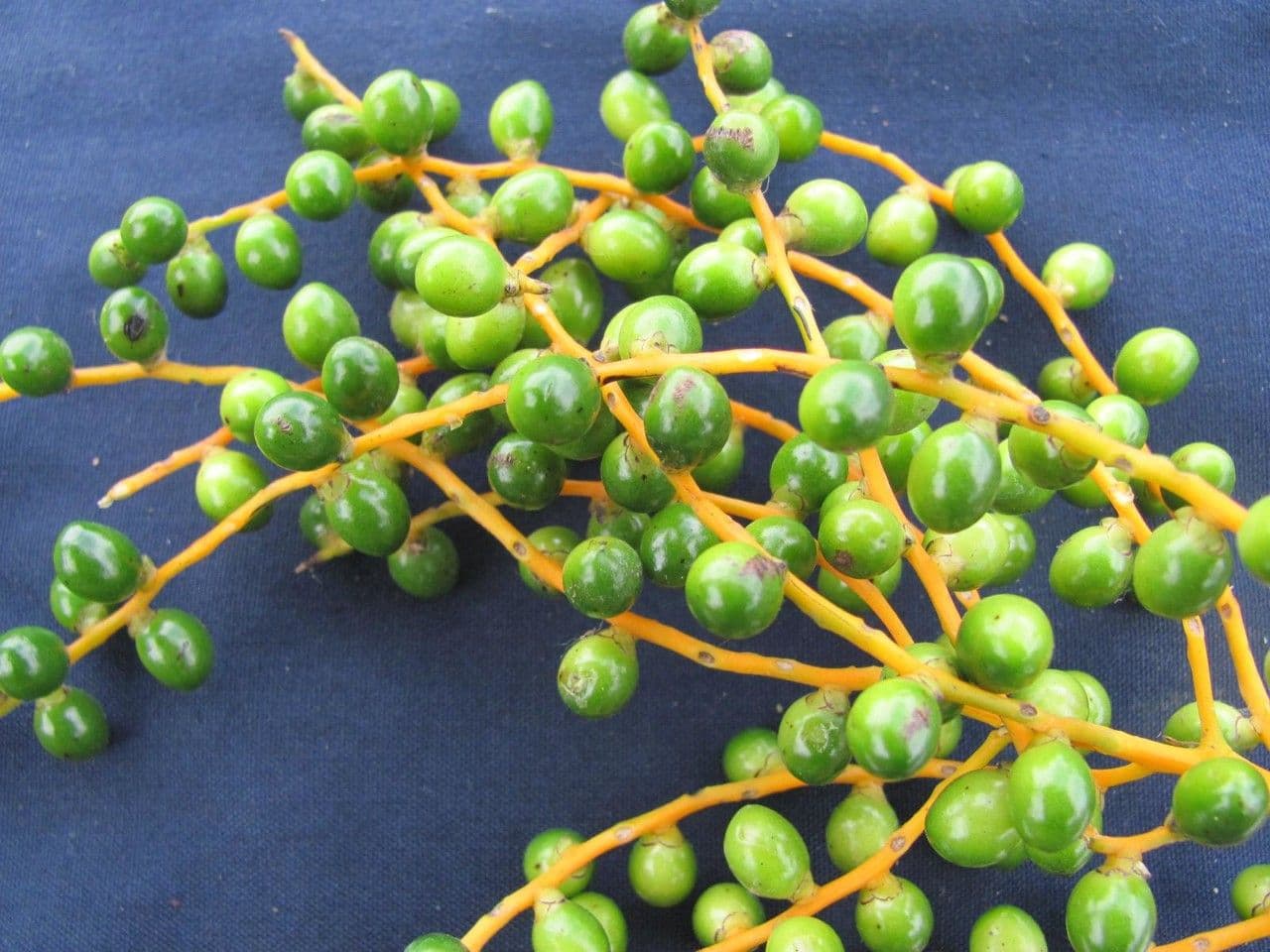 Chamaedorea