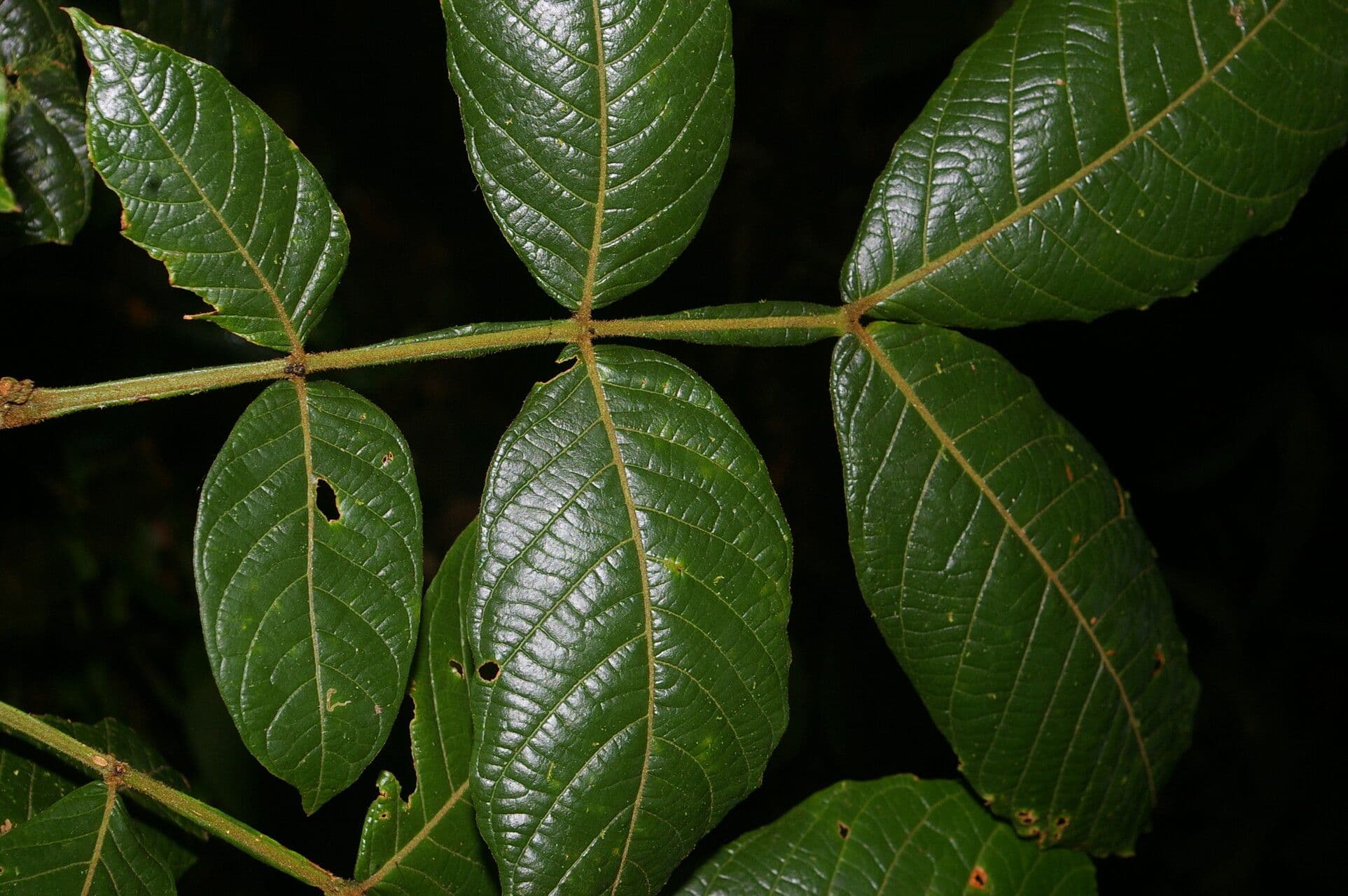 Inga 2