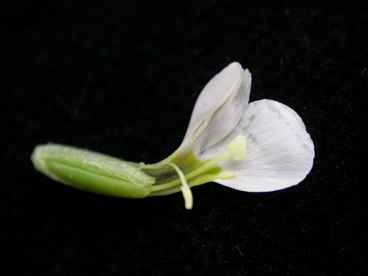 Canscora 5