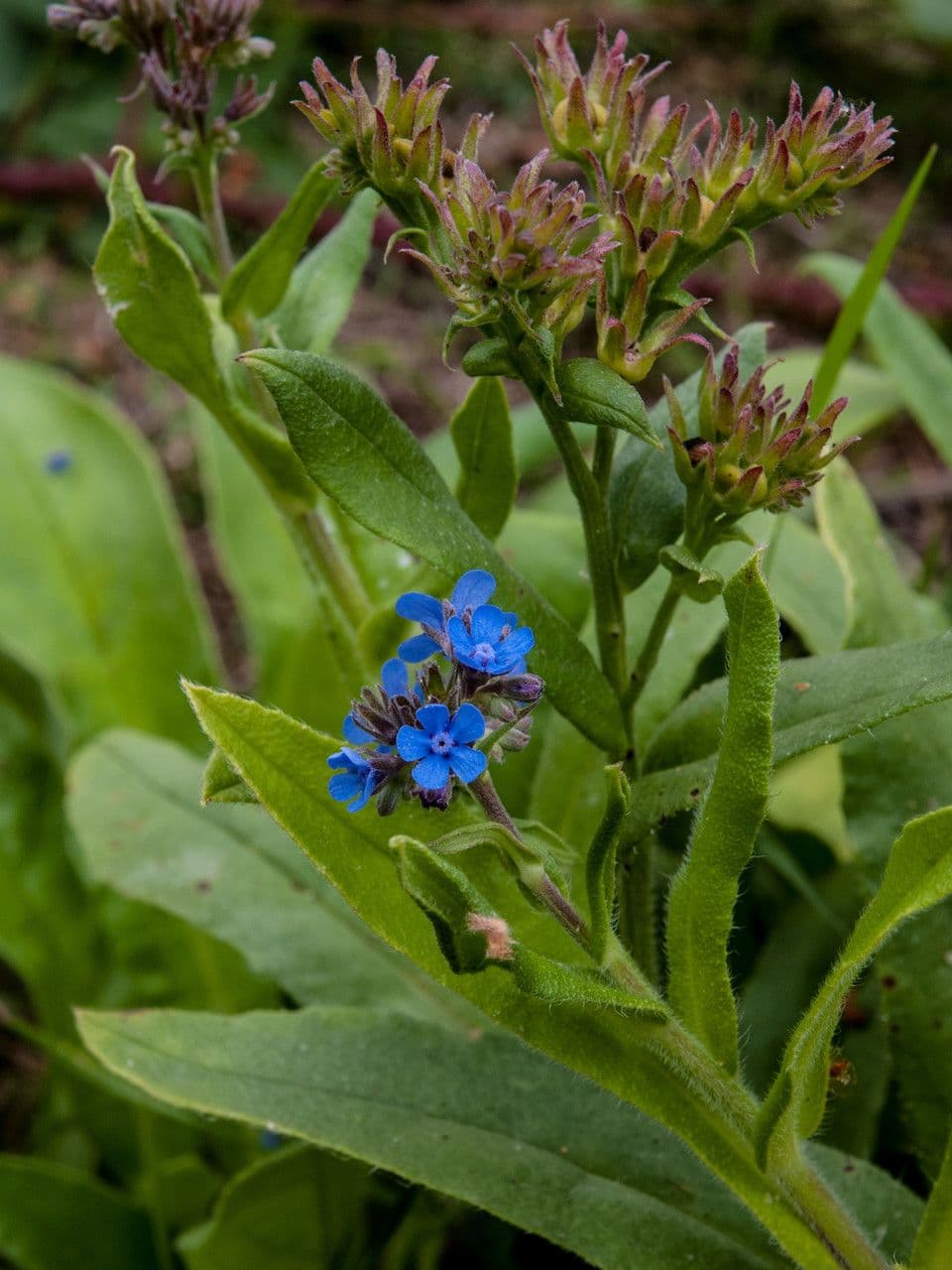 Cynoglottis barrelieri 2