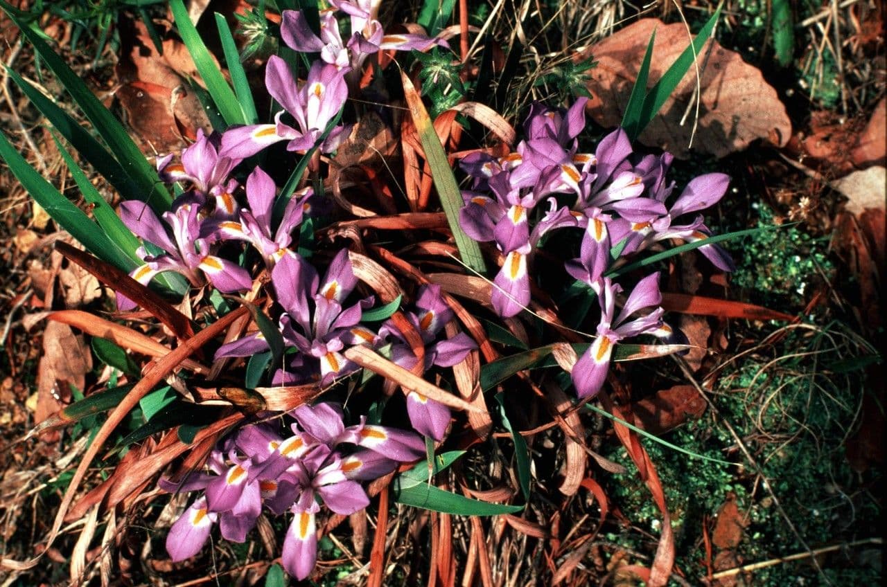 Iris verna 8