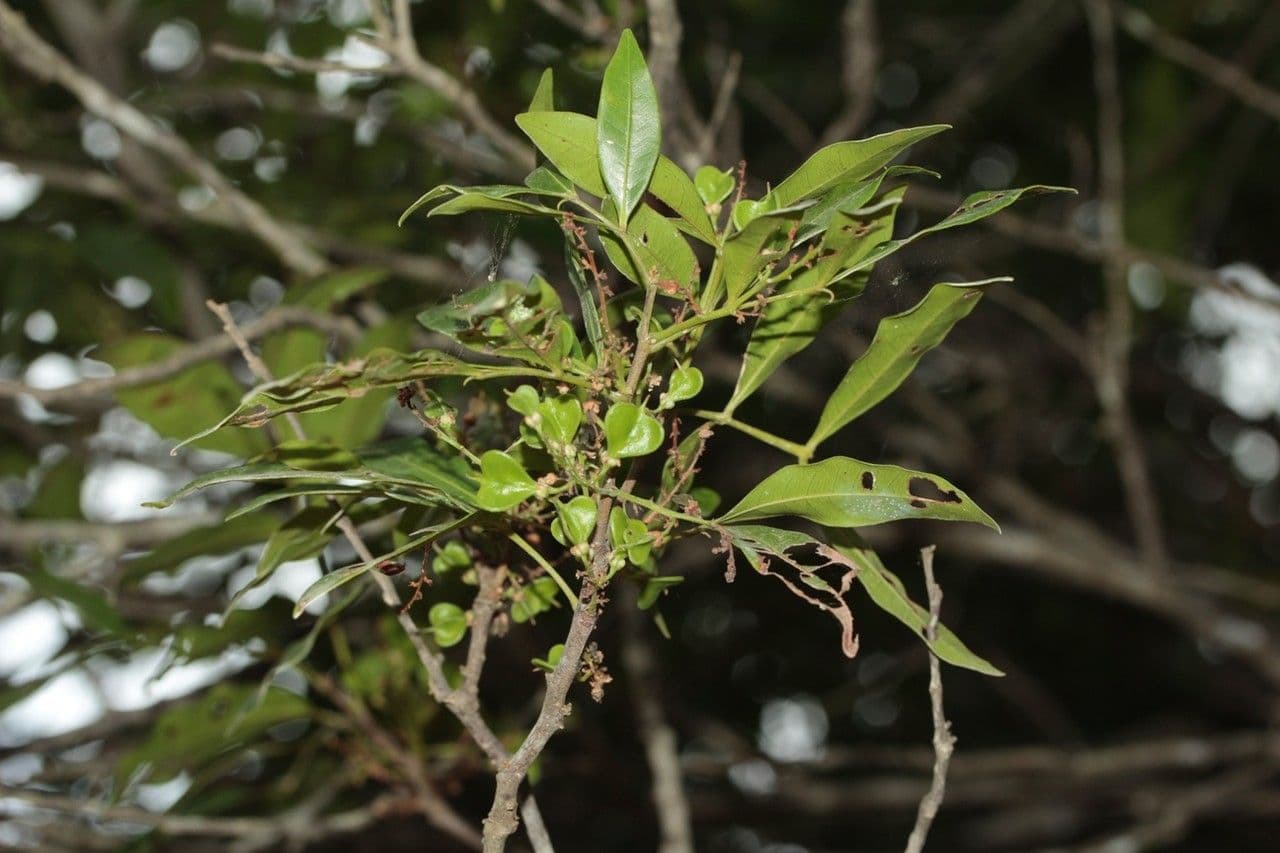 Guioa