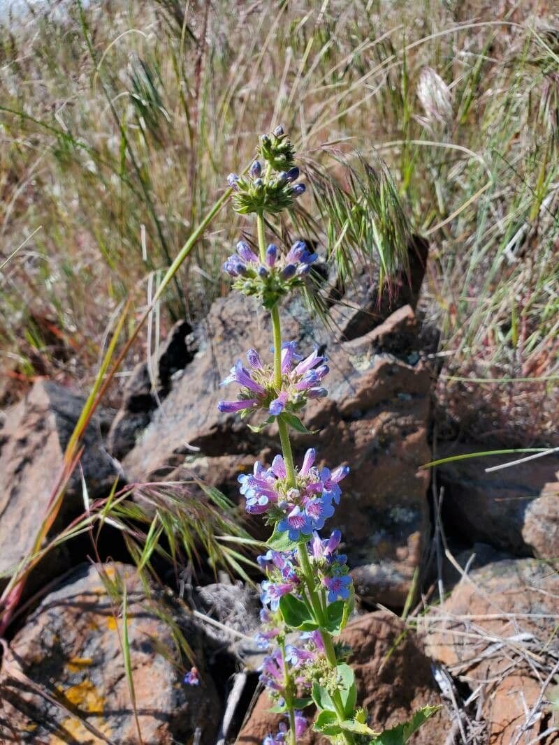 Penstemon