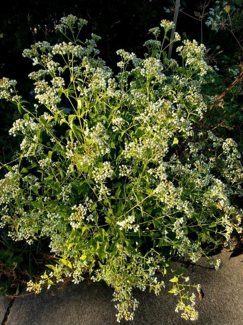 Ageratina aromatica 20