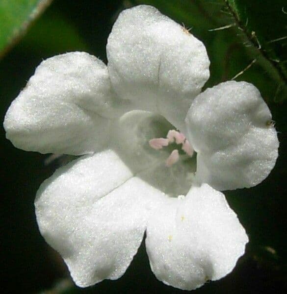 Brahmi 5