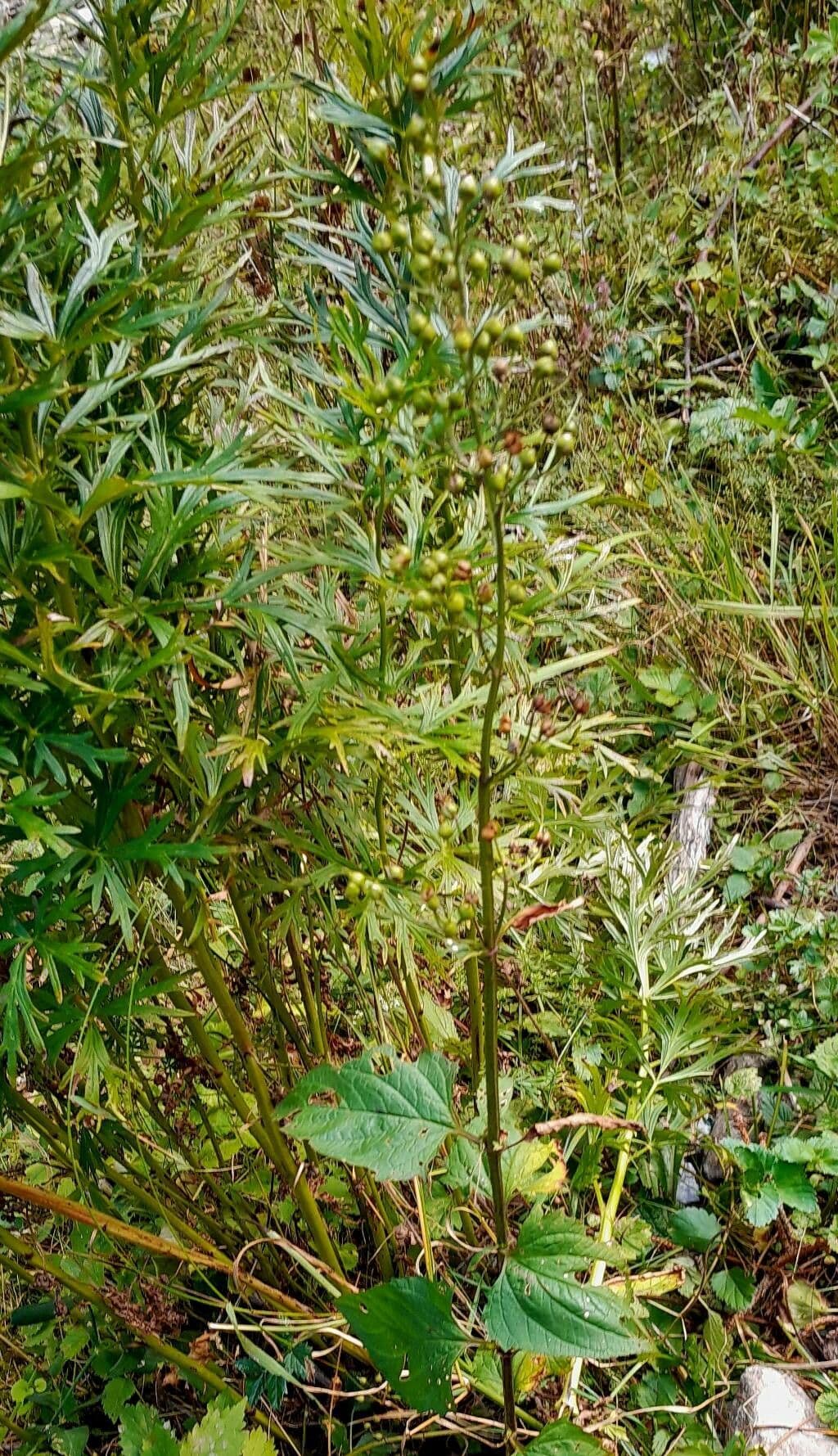 Escrofularia 11
