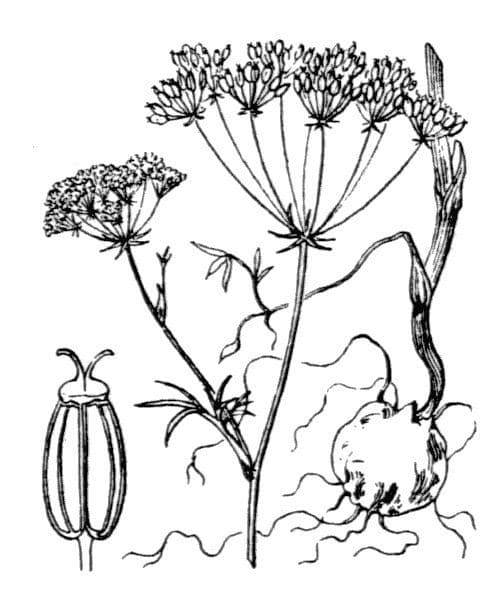 Castagna di terra 26