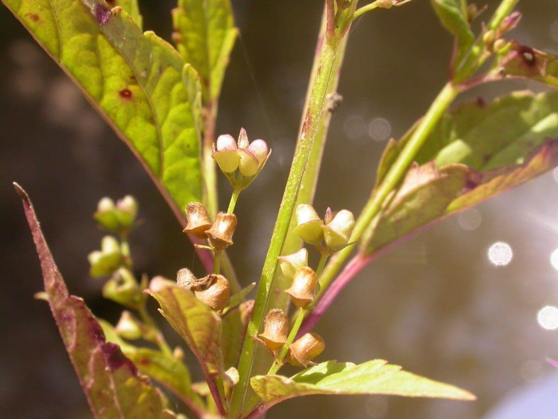 Scutellaria 3