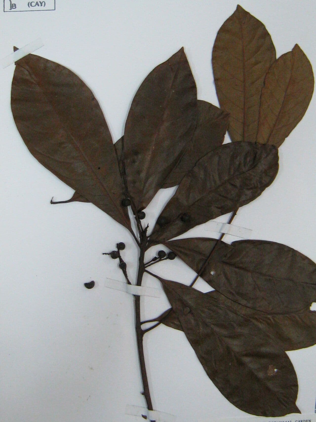 Cybianthus